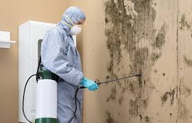 Reliable Oak Lawn, IL Mold Removal & Remediation Solutions